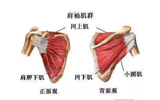 热身运动动作前的动作_10个超实用运动前热身动作_运动前热身八个动作